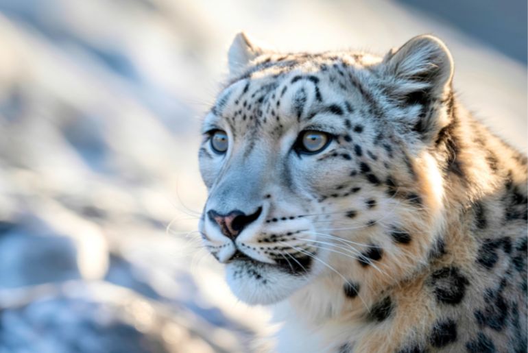 Snow leopards in India
