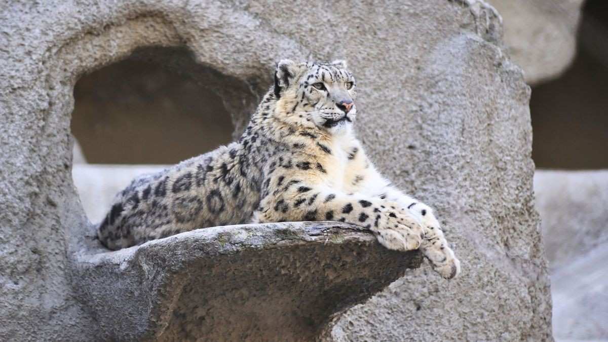 Where To See Snow Leopards In India? 5 Stunning Places For Wildlife Lovers