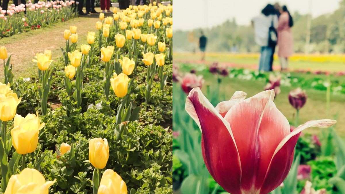 Can’t Make It To Kashmir? See Over 5 Lakh Tulips Blooming In Delhi This Month; All Details Here!