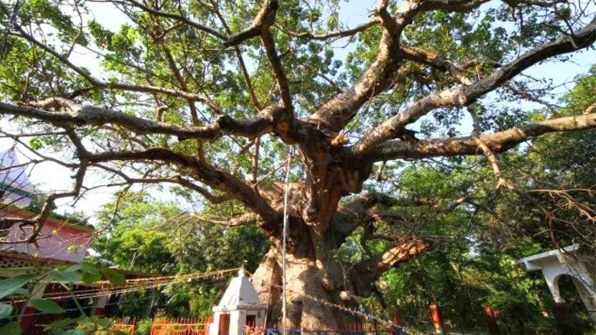 UP Declares 948 Trees As Living Heritage; Becomes India’s 1st State To Introduce This Initiative