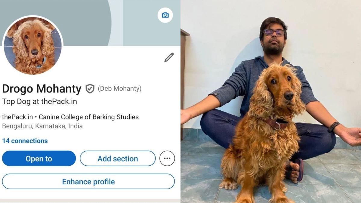 LinkedIn Has A Dog Now! Viral Profile Shows Pets Are Building Professional Identities