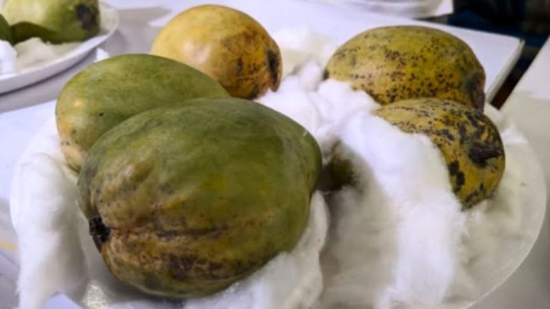 At ₹1500, THIS Rare Mango Eaten By Nawabs, Is So Fragile That It’s Wrapped In Cotton Wool