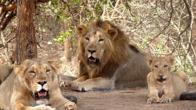 Gujarat’s Asiatic Lion Count Rises To 891, But 322 Deaths Raise Big Questions