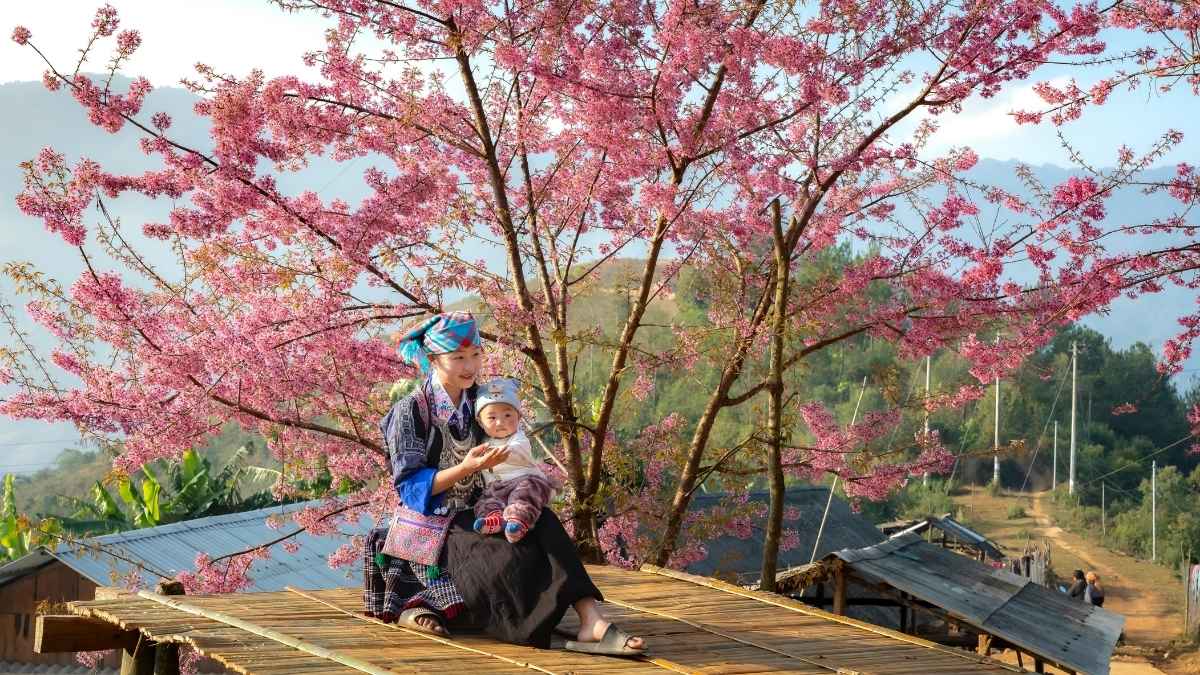 Why Did Japan Cancel Its Cherry Blossom Festival For The First Time In 10 Years?