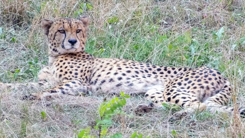 8 Cheetahs From Botswana To Arrive In Madhya Pradesh, Marking A New Chapter In Project Cheetah