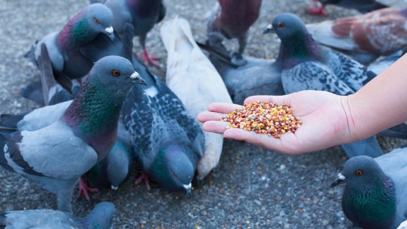 Shocking! Indian-Origin Woman Fined ₹2.26 Lakh For Feeding Pigeons In Singapore
