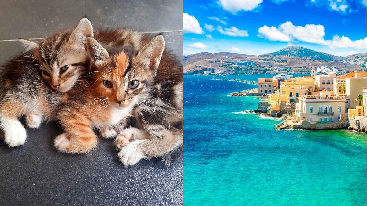 Did You Know You Can Live For Free In This Greek Paradise, But There Is A Catch!