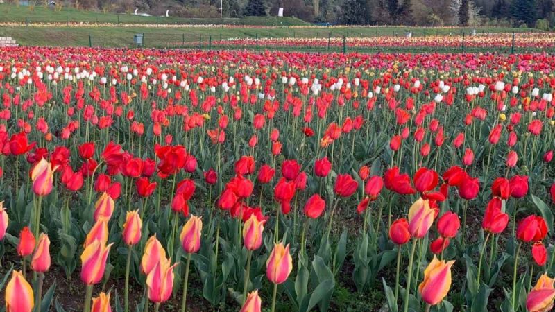Kashmir Scientists Pull Off Rare Winter Tulip Bloom, A First For The Valley