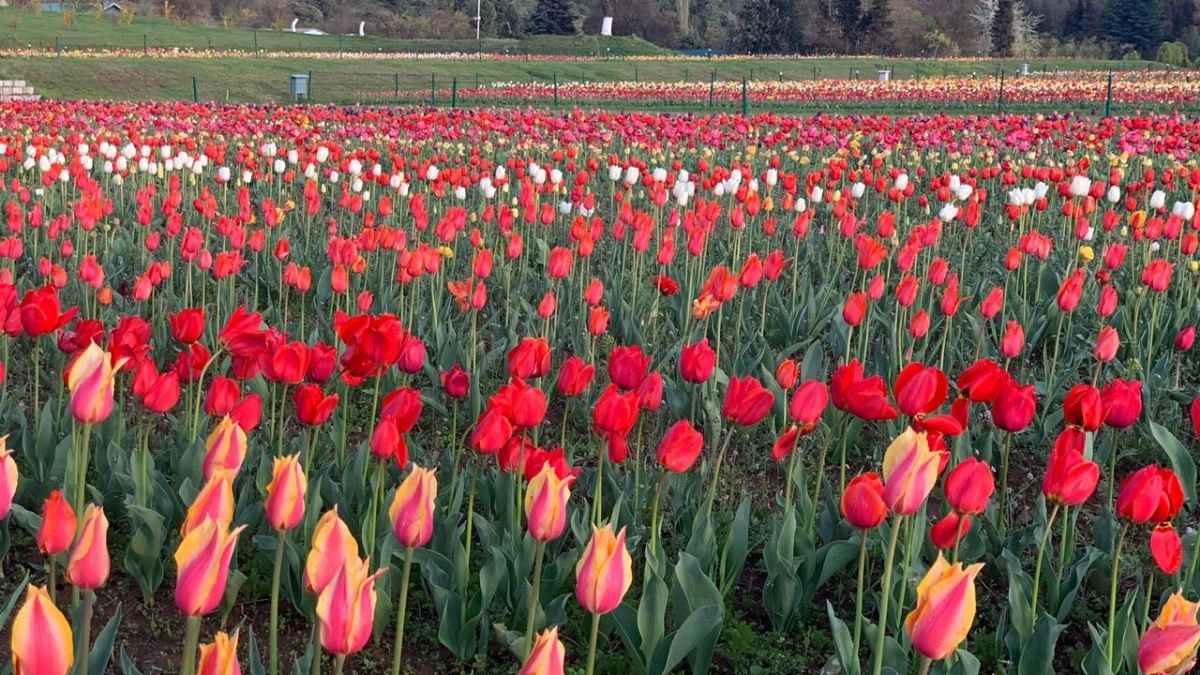 Kashmir Scientists Pull Off Rare Winter Tulip Bloom, A First For The Valley