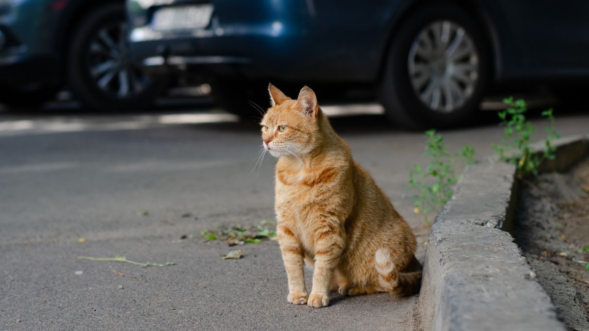 Dubai Shelters Struggle As Pets Are Abandoned During Regional Tensions