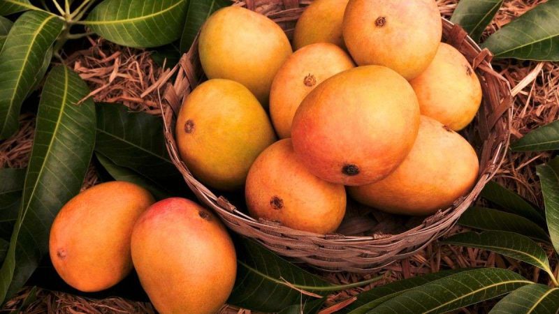 Fake Alphonso Mangoes Hit Mumbai Markets; How To Identify Real Hapus?