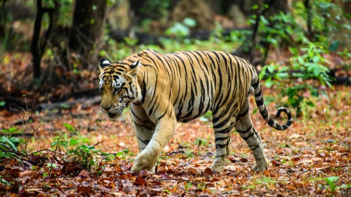 175 Tigers But Not Enough Land? Karnataka To Study Bandipur’s Carrying Capacity