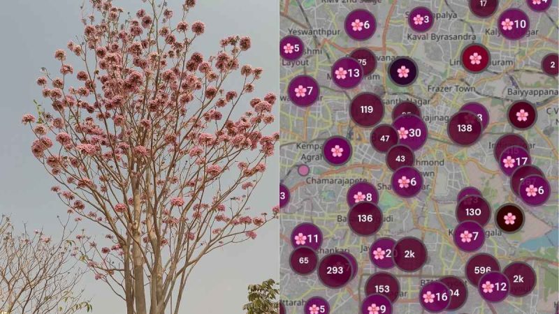 What Is ‘Bengaluru Bloom’, A Website To Track Tabebuia Blossom Trees In The City?