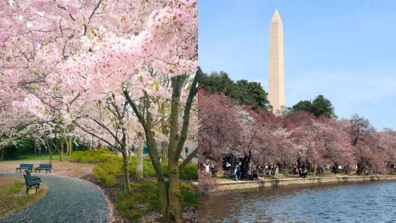 Not Japan, Cherry Blossoms Paint Washington DC Pink As Cherry Blossom Festival Takes Over!