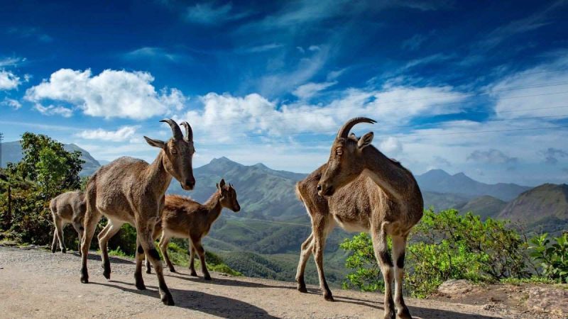 Coimbatore To Build Conservation Centre For Nilgiri Tahr With Galleries & Mini Theatre