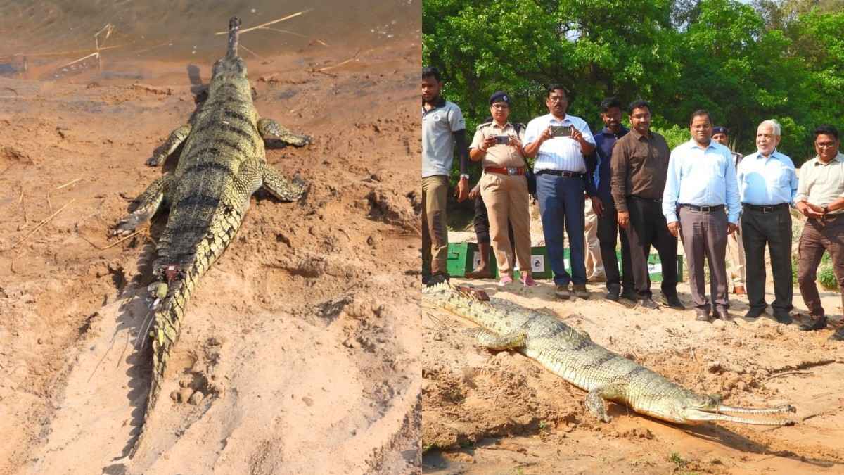 Big Boost For Wildlife: Odisha Releases 12 Critically Endangered Gharials Into Mahanadi River