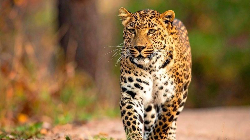 What New Rules Have Been Introduced At Jawai Leopard Reserve To Protect Wildlife?