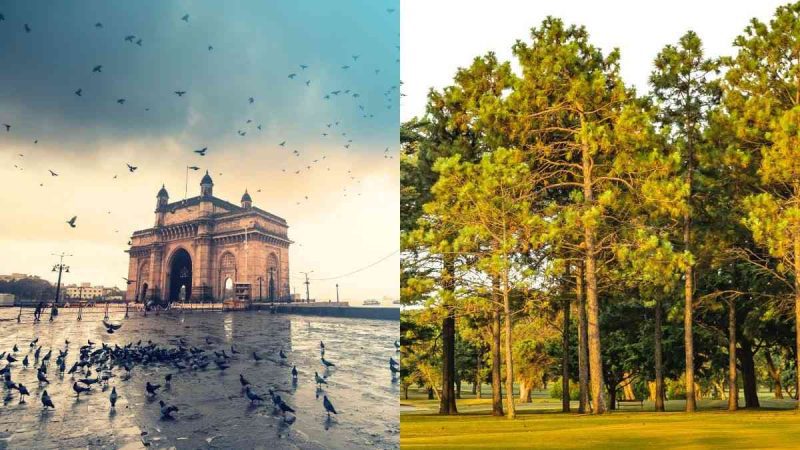 Maharashtra To Plant 300 Crore Trees; State Aims To Achieve 33% Forest Cover