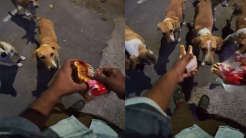 Zepto Order With A Twist: Customer Asks Delivery Rider To Feed Stray Dogs Bread And Milk