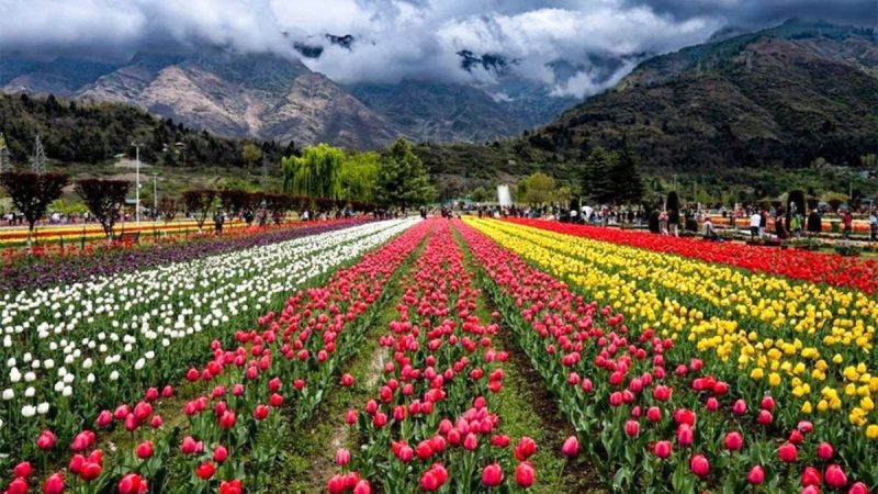 Asia’s Largest Tulip Garden In Srinagar: When Will It Open? Timings, Places To Visit Nearby & More
