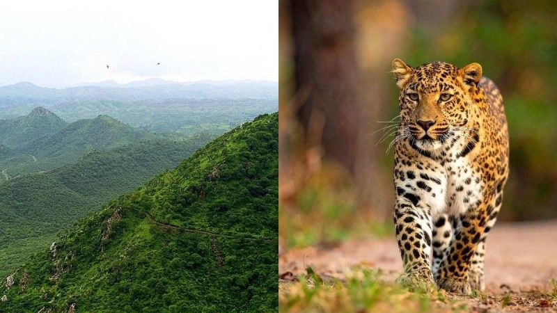 Faridabad To Get First Wildlife Research Centre In Aravallis; How Will It Impact Wildlife?