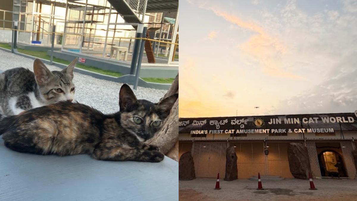 India’s First Cat Museum Opens In Mysuru And It’s Basically A Paradise For Cat Lovers