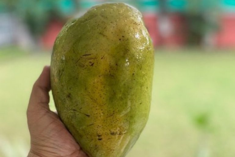 costliest mangoes in india