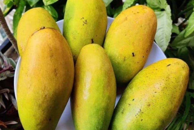 costliest mangoes in india