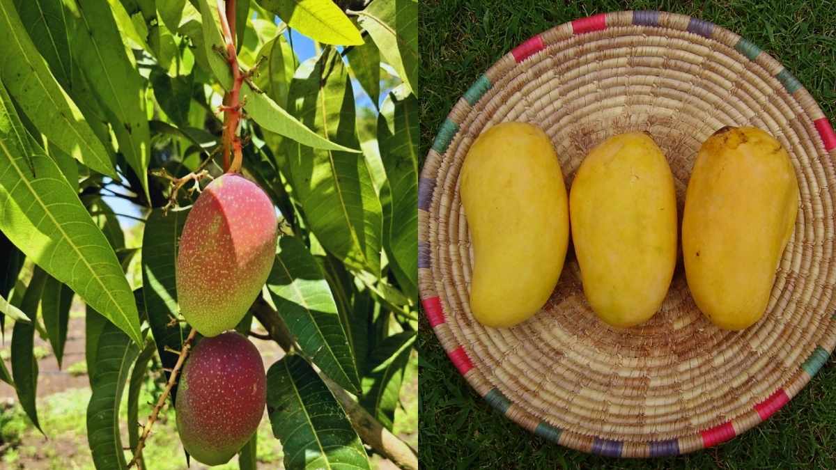 From Miyazaki Mango At ₹1.5 Lakh To Sindhri At ₹12K, 10 Costliest Mangoes In India