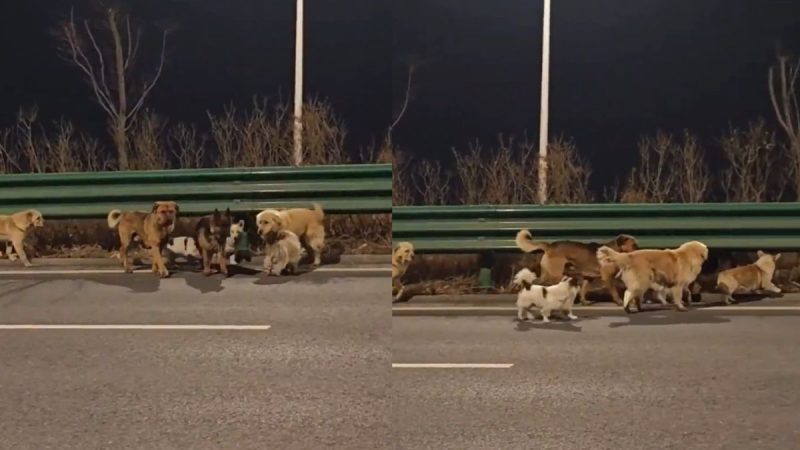 In A Shocking Incident, 7 Stolen Dogs In China Travel 17 Km Together To Find Their Way Back Home