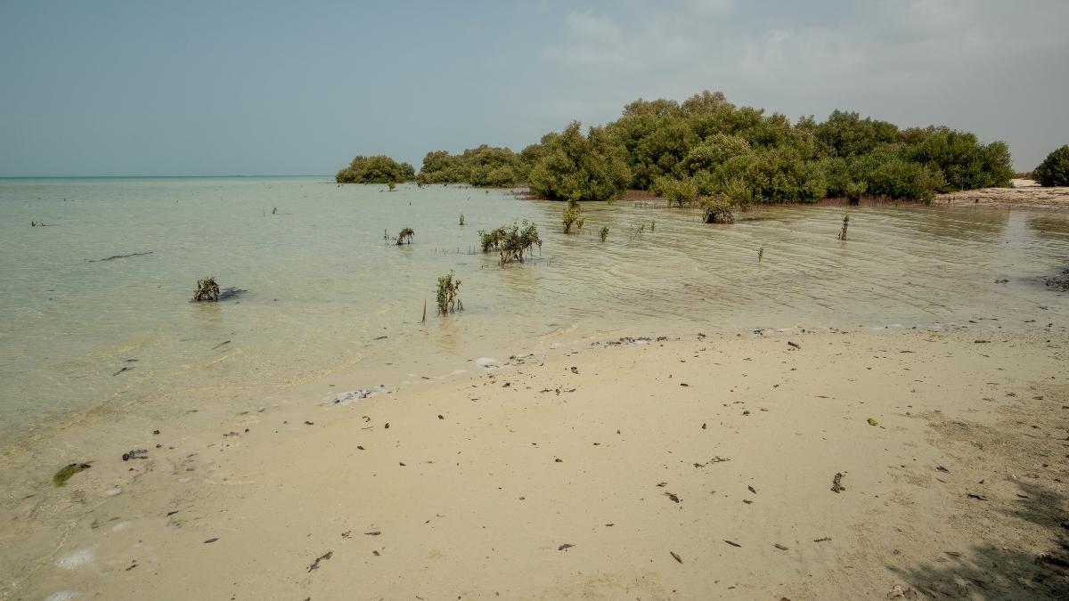 156,693 Surplus Iftar Meals Collected To Farasan Islands Reserve Added To IUCN Green List; 5 GCC Updates