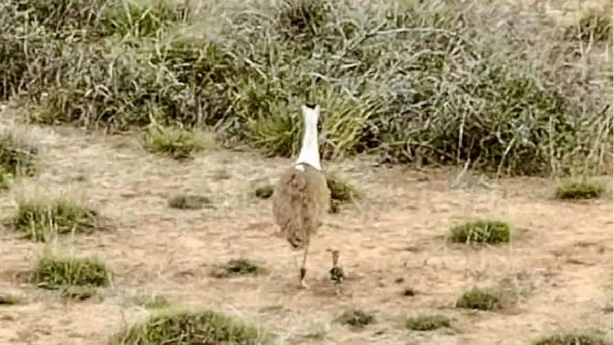 After 10 Yrs, Gujarat Sees Hatching Of Great Indian Bustard Chick Thanks To Conservation Efforts