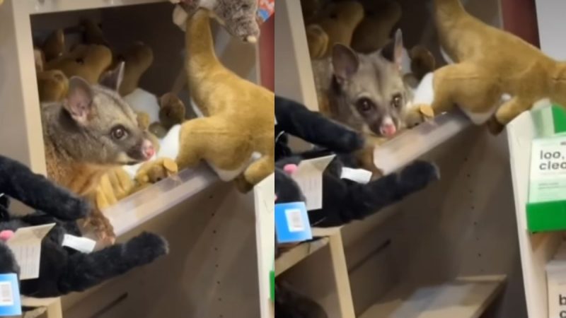 “Adorable”, Internet Reacts As Possum Hides In A Toy Shop At An Australia Airport