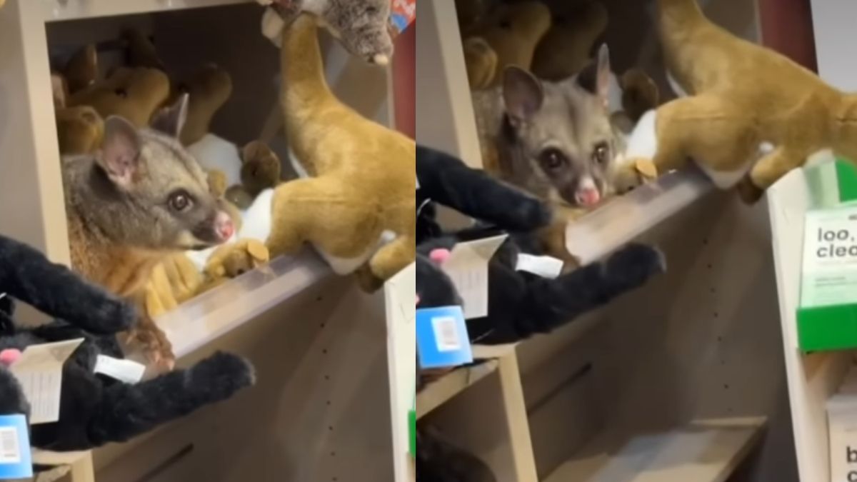 “Adorable”, Internet Reacts As Possum Hides In A Toy Shop At An Australia Airport