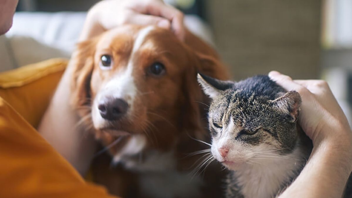 Amid Flight Disruptions, Emirates Adds Dedicated Team For Handling Pet Transportation; Details Inside