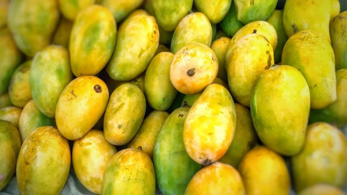 Unseasonal Rains Hit Alphonso Mango Production; Output Drops To 25% In Konkan