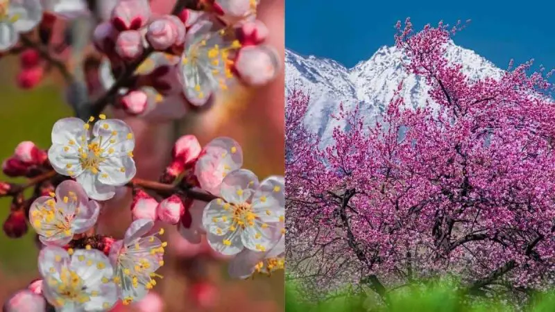 What Is Ladakh’s Apricot Blossom Festival That Turns The Entire Valley Pink?