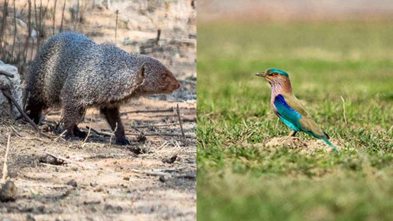 Delhi’s Asola Bhatti Set For 10-Yr Eco-Tourism Plan With Nature Walks, Birdwatching Camps & More