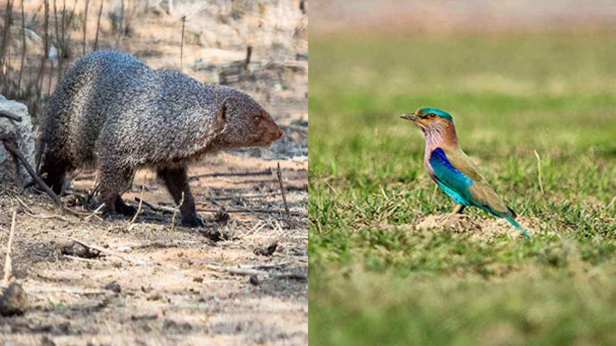 Delhi’s Asola Bhatti Set For 10-Yr Eco-Tourism Plan With Nature Walks, Birdwatching Camps & More