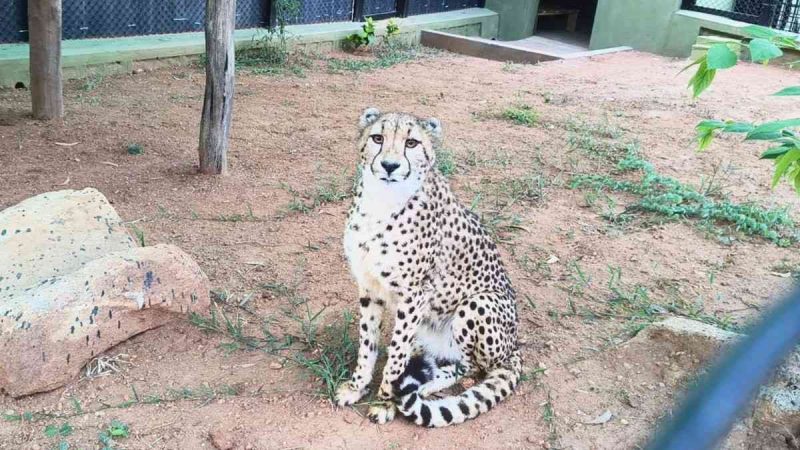 Good News! Bengaluru Welcomes 4 Cheetahs From South Africa At Bannerghatta Biological Park