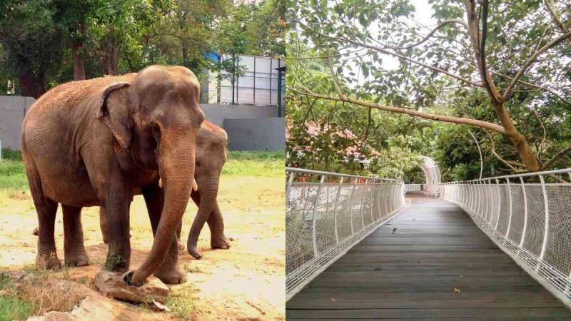 Bihar treetop walkway