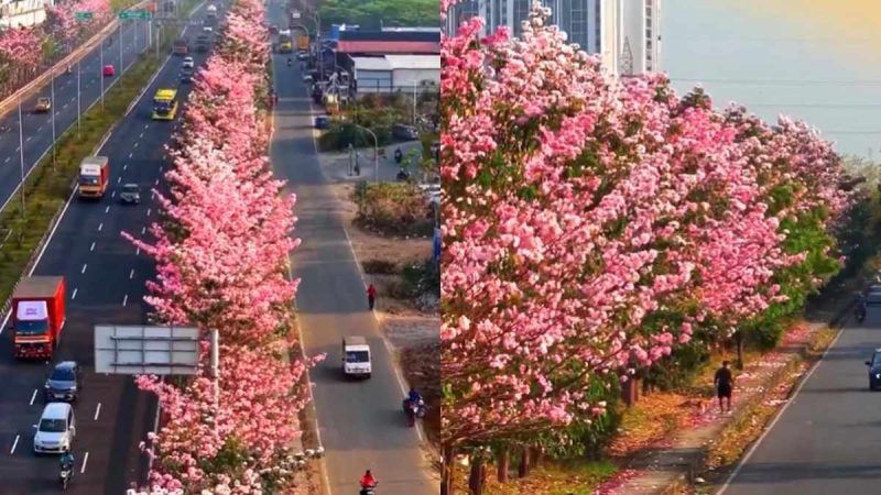 “Chennai Turns Pookie This Summer,” Pink Cherry-Blossom Like Blooms Take Over The City
