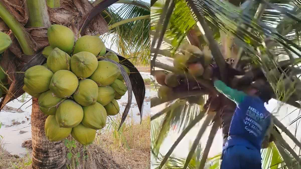 Did You Know Kerala Has ‘Hello Nariyal’ Service That Lets You Book Coconut Harvester Like A Cab?
