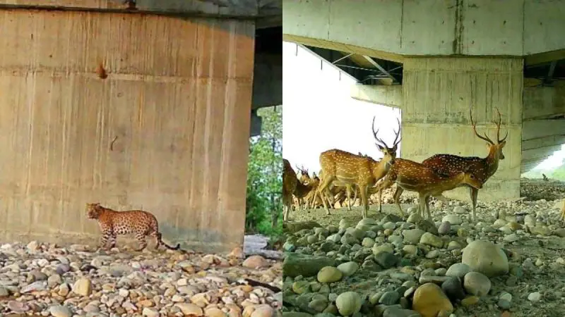 What Is Delhi-Dehradun Expressway Wildlife Corridor & How Does It Help Animals?