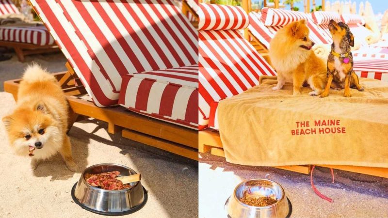 Dubai’s The Maine Beach House Launches Luxury Dog Menu With Steak And Pawsecco