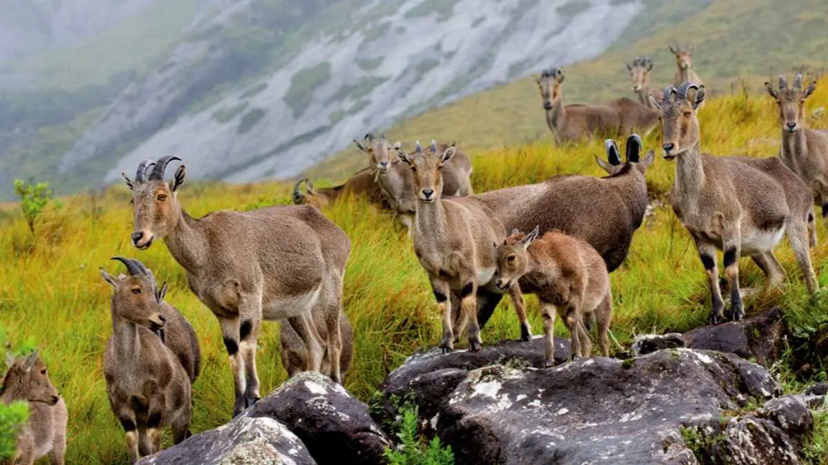 Eravikulam National Park In Kerala: Why Is It Best Place To Spot Nilgiri Tahr? How To Visit? Where To Stay?