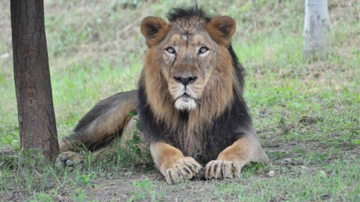 A Partner For Royal Bachelors: Lioness Sudha To Arrive For Simba & Sultan Of Etawah Safari Park
