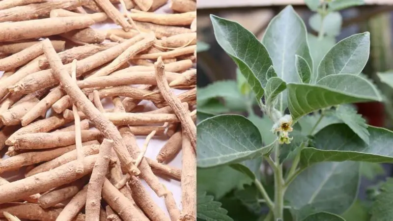 Are Ashwagandha Leaves Safe To Use In Food? FSSAI Issues Fresh Guidelines