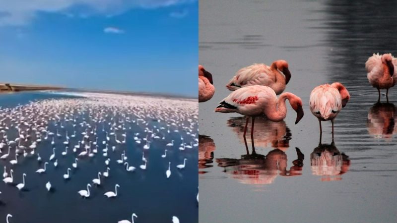 Mesmerising Video Shows Flamingos Painting Kutch Pink; 5 Best Places To Spot Them In India