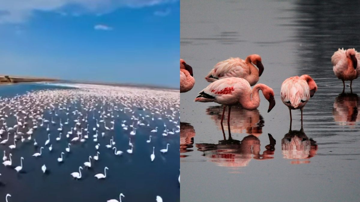 Mesmerising Video Shows Flamingos Painting Kutch Pink; 5 Best Places To Spot Them In India